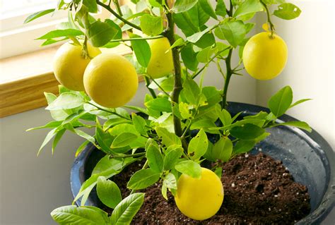 How To Grow A Tree From A Lemon Seed
