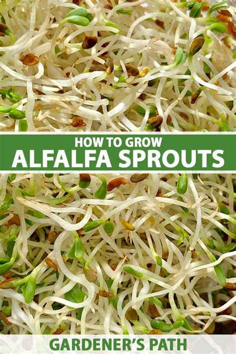 how to grow alfalfa sprouts safely