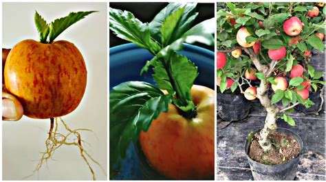 How To Grow An Apple Tree From An Apple Tree