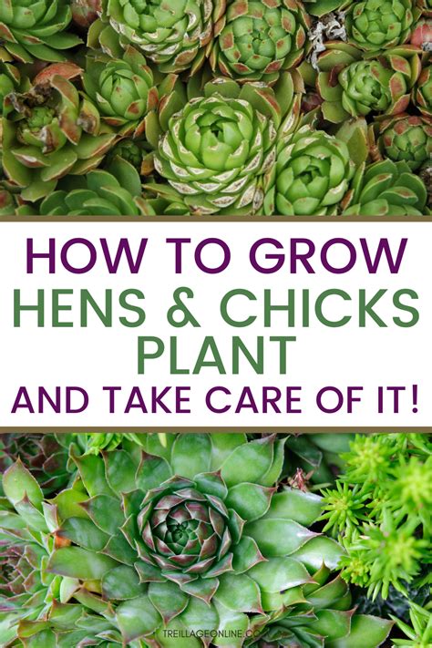 Hens and Chicks Growing and Caring for This Succulent From Around
