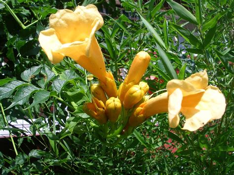 how to grow and care for trumpet plant