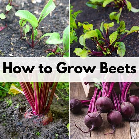 how to grow beet seeds