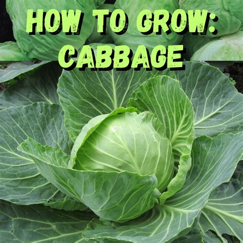 How To Grow Cabbage From Scrap