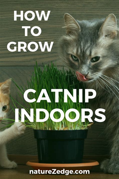 How To Grow Catnip Indoors From Seed