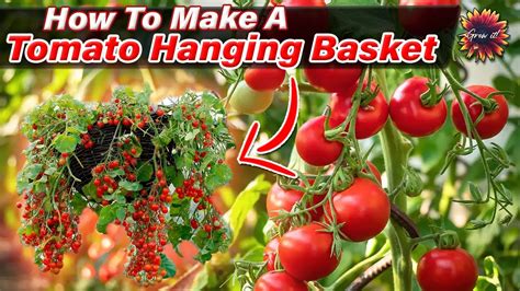 How To Grow Cherry Tomatoes In A Hanging Basket