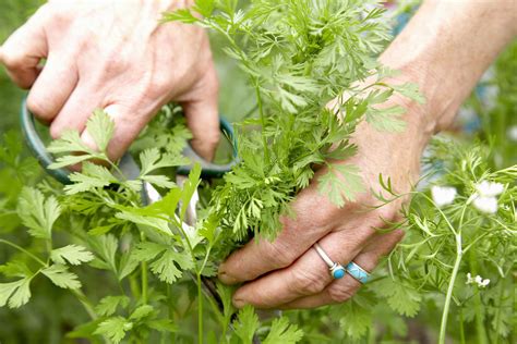 How To Grow Cilantro At Home An immersive guide by Garden Beds