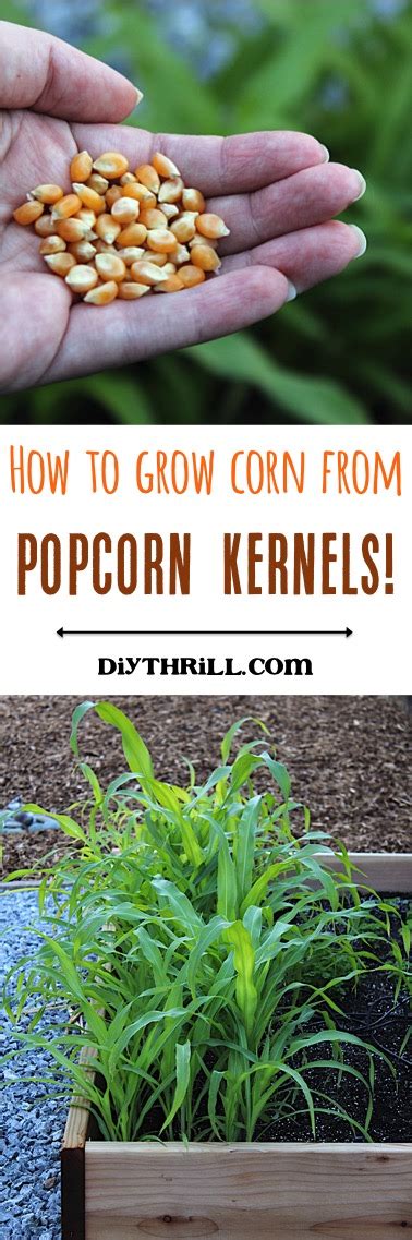 How To Grow Corn From A Kernel