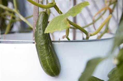 9 Tips for Growing Cucumbers in Pots and Increase Yield Hort Zone