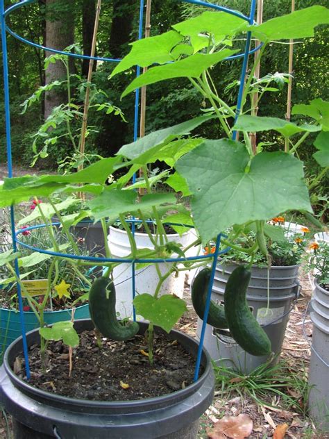 9 Tips for Growing Cucumbers in Pots and Increase Yield Hort Zone