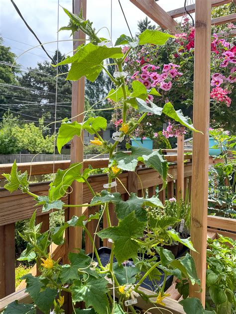 How To Grow Cucumbers On A String