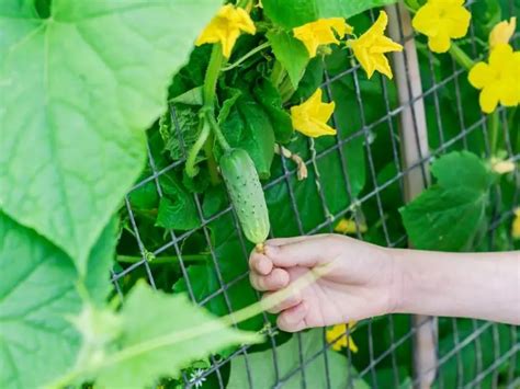 How To Grow Cucumbers Vertically On A Trellis