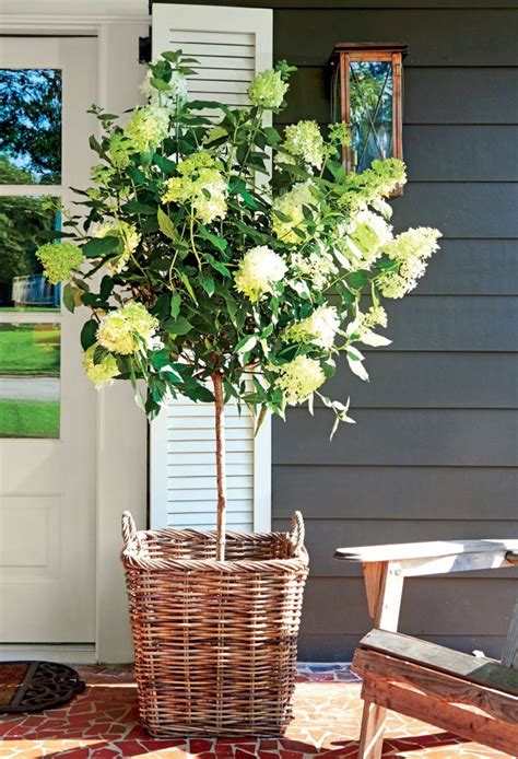 How To Grow Dwarf Trees In Containers