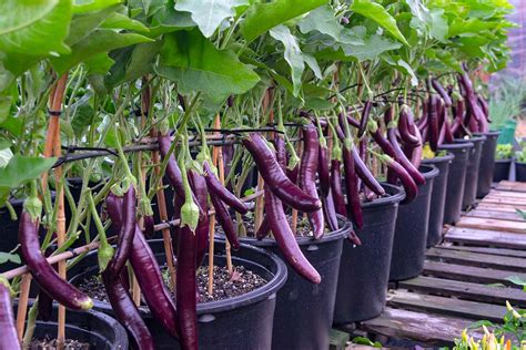 How To Grow Eggplant In A Container