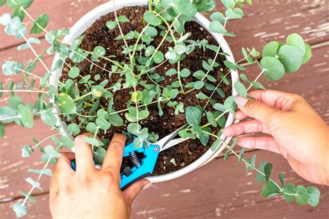 how to grow eucalyptus plant