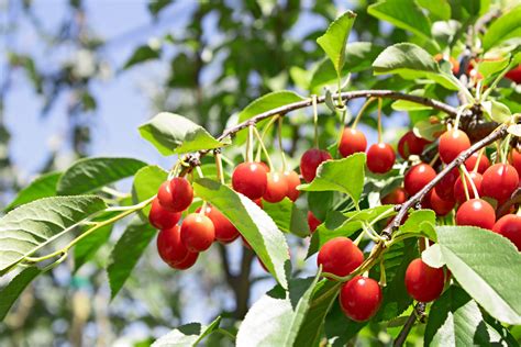 How To Grow Fruit Trees From Branches