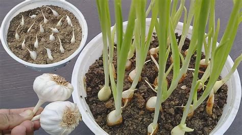46+ How To Grow Garlic Indoors Pictures