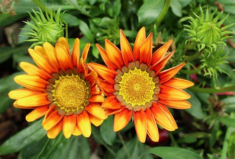 how to grow gazanias uk