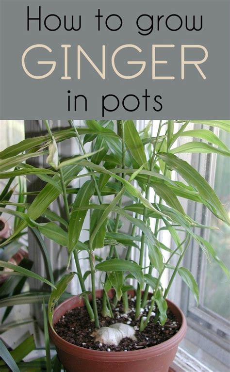 Did you know that you can actually grow ginger indoors? Being a
