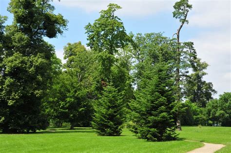 How To Grow Grass Around Pine Trees