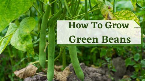 How to Grow Green Beans in Your Garden? Green beans garden, Growing
