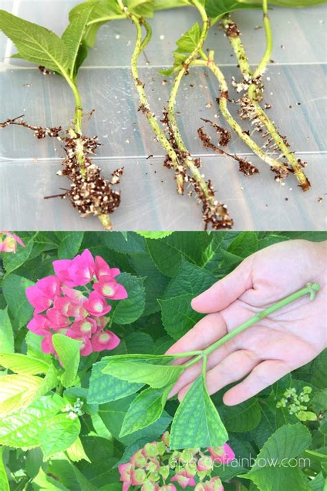 How To Grow Hydrangea From Branch