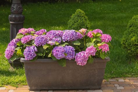 How To Grow Hydrangeas In A Container
