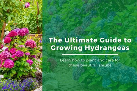 How To Grow Hydrangeas In Zone 5