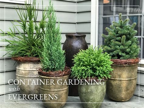 How To Grow In Containers