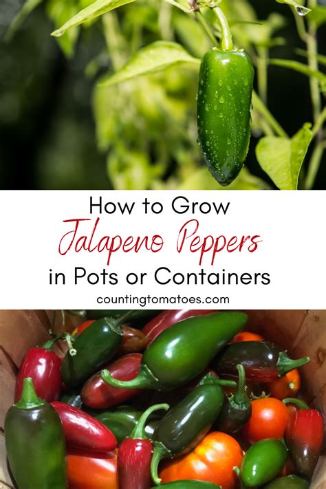 How To Grow Jalapenos In A Container