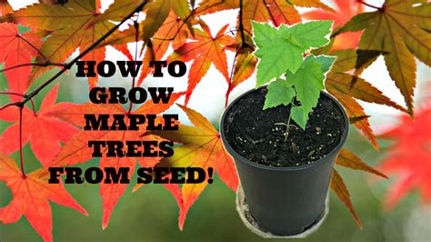 how to grow japanese red maple tree from seed