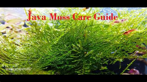 How To Grow Java Moss Carpet