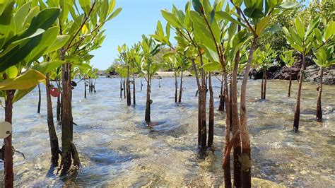 how to grow mangrove trees for restoration