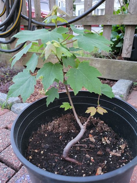 How To Grow Maple Tree From Seedling