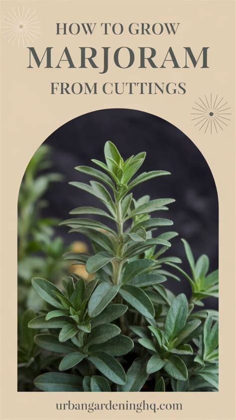 How To Grow Marjoram In A Container