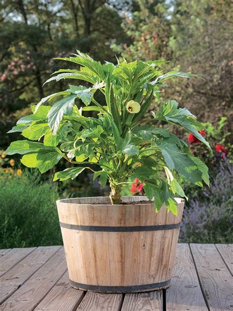 how to grow okra in containers