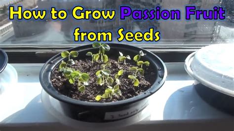 how to grow passion flower from seed