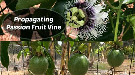 how to grow passion fruit from cutting