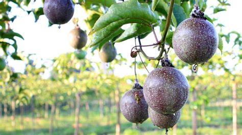 how to grow passion fruit in nz
