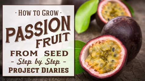 how to grow passion fruit vines from seeds