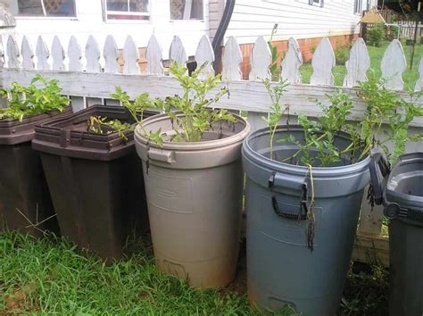 How To Grow Potatoes In A Garbage Bin