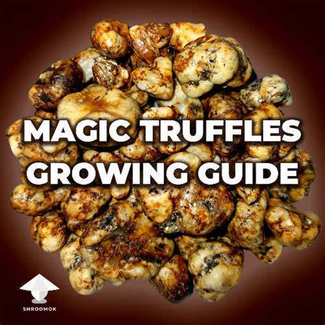 how to grow psilocybin truffles
