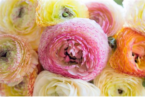 How to grow ranunculus indoors 5 tips for perfect blooms Livingetc