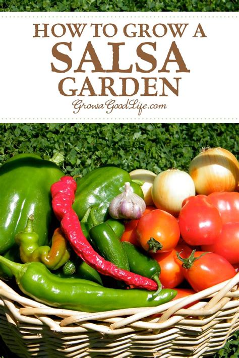 how to grow salsa garden