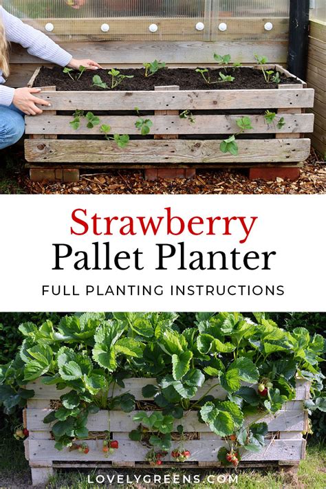 How To Grow Strawberries In A Planter