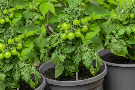 Best Way To Grow Cherry Tomatoes In Pots