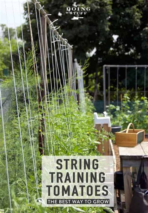 How To Grow Tomatoes Up A String