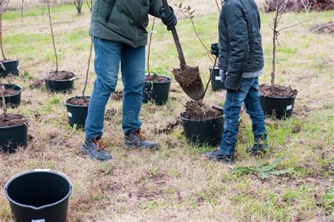 How To Grow Tree Seedlings In Containers