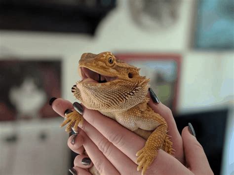 how to handle a bearded dragon