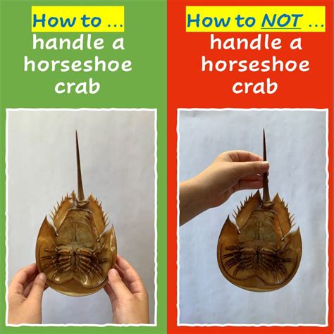 how to handle a horseshoe crab