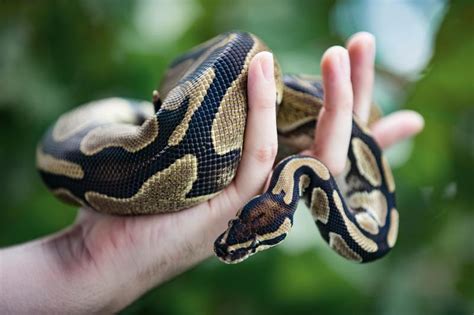 How To Handle A Pet Ball Python